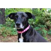 Limeloot Pink Daisy Dog Collar, Spring Summer Dog Collar for