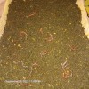 fishalotfarms 7 Lbs Freshly Sifted Redwiggler Worm Castings With Cacoons