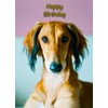 Saluki Dog Birthday Card