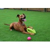 Happy Pet Grubber dog toy in rugby ball shape, jumping