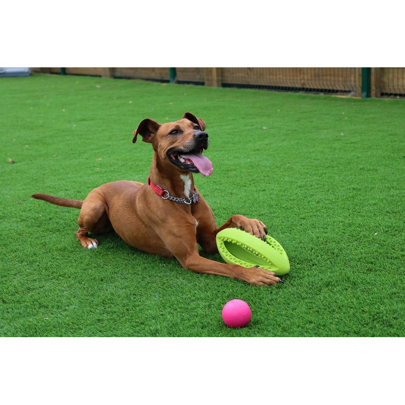Happy Pet Grubber dog toy in rugby ball shape, jumping
