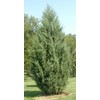 Juniper Burkii - 3 Live Trees - Juniperus Virginiana -
