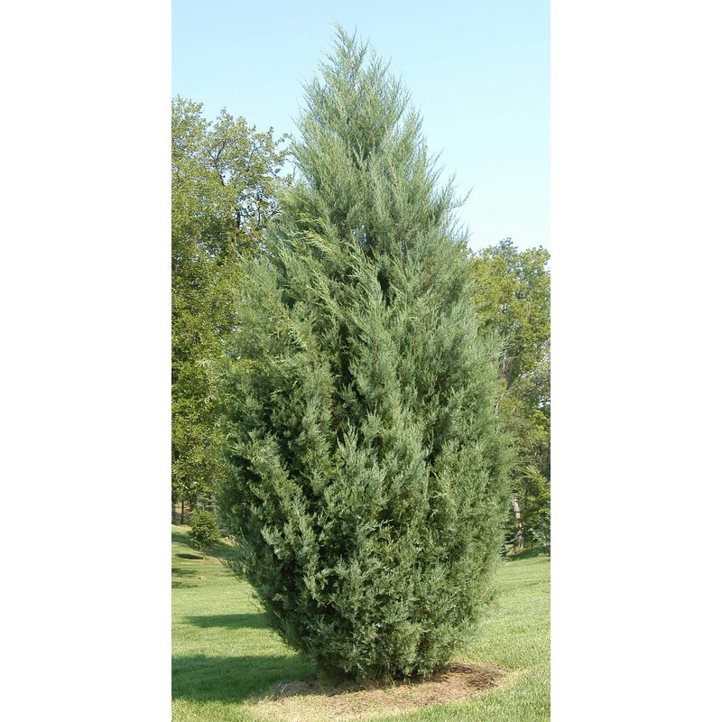 Juniper Burkii - 3 Live Trees - Juniperus Virginiana -