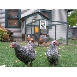 VIVENBOPTI Funny Chicken Cluck Around and Find Out Tin Sign for Home Farmhouse Kitchen Garden Decor Signs Metal Tin Sign 8x12 Inch