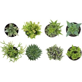 Altman Plants Assorted Succulents Desk Buddy Collection 2.5" 8 Pack Easy Care for Office, Window, Kitchen, Indoor