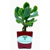 The Waterspout 2" inch Succulent Cactus Collections (Curly Ruffle Jade