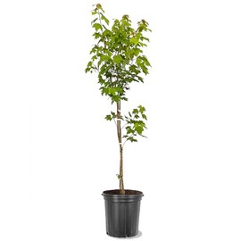 Red Maple, Deciduous, Tall, Shade Tree, Hardy, Rapid Growth, 5 gal Nursery Pot