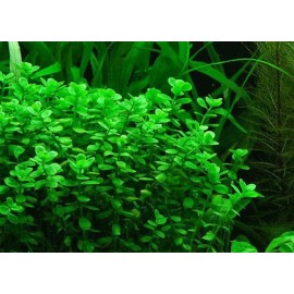 75 REAL Bacopa Monnieri SEEDS - Aquarium Aquatic Pond Plant Brahmi Water Hyssop