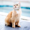 Cat Muzzle, Breathable Cat Face Cover Transparent Anti Bite Face