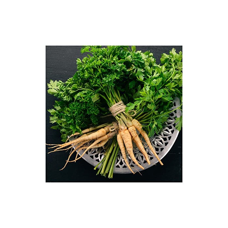 Everwilde Farms - 1/4 Lb Hamburg Rooted Parsley Seeds -