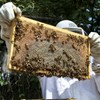 POLLIBEE Medium or Super Bee Hive Frames and Wax Foundations,10