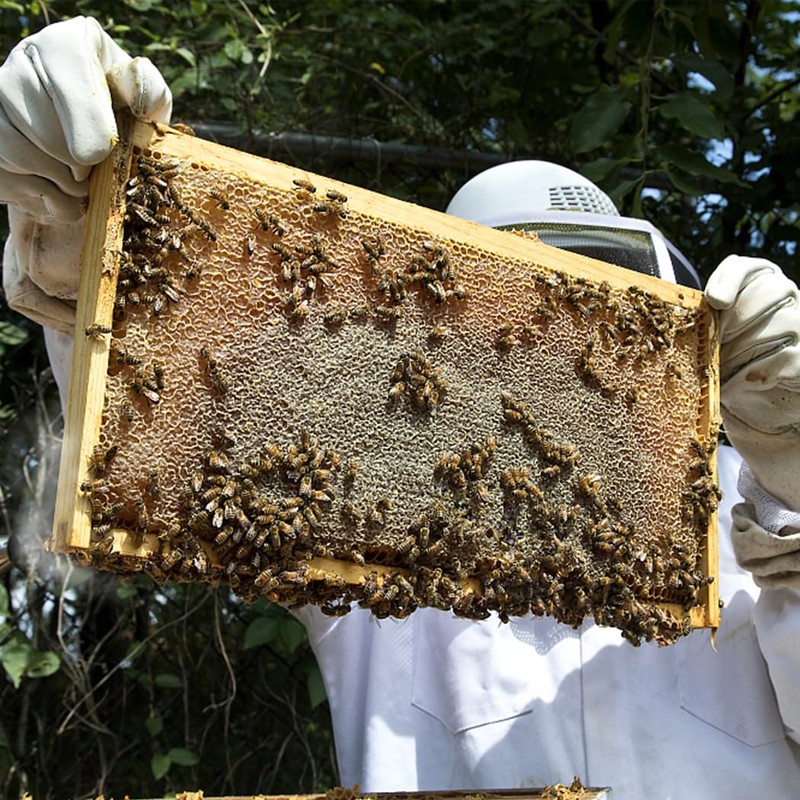 POLLIBEE Medium or Super Bee Hive Frames and Wax Foundations,10