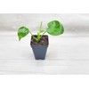Monstera Deliciosa Live Plant - Evergreen Table Plant | Indoor