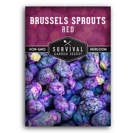 Red Brussels Sprouts Seed for Planting - 1 Packet with Instructions to Plant & Grow Unique Brassica Plants in Your Home Vegetable Garden- Non-GMO Heirloom Variety Seed - Survival Garden Seeds