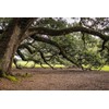 Southern Live Oak Tree | Quercus Virginiana | 10 Live