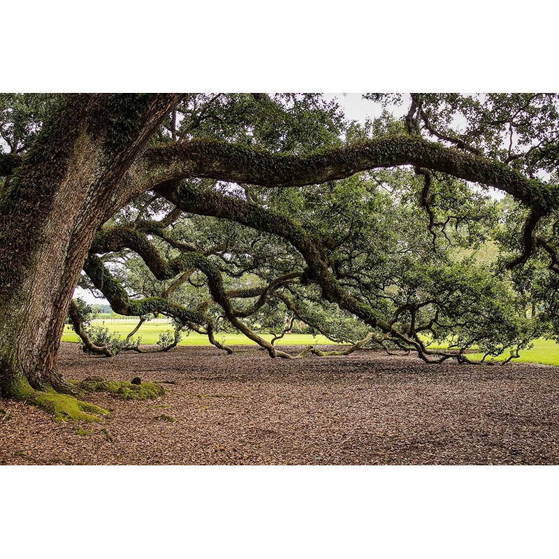 Southern Live Oak Tree | Quercus Virginiana | 10 Live