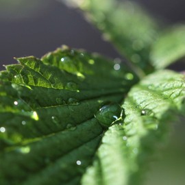 neoOrganic® Pfefferminzöl Roll-On - bei Kopfschmerzen - Duftöl, Aromaöl Pfefferminze, Ätherisches Öl für die Aromapflege unterwegs - 10 ml