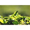 Billimalai FOP SOUTH INDIA TEA HOUSE Nilgiri Tea Leaf