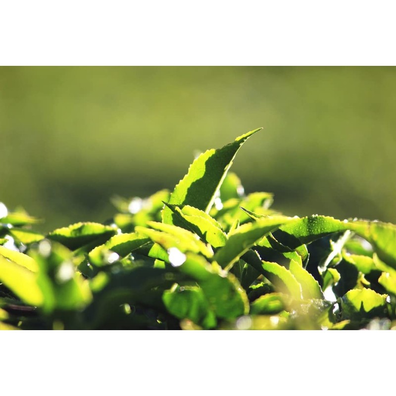 Billimalai FOP SOUTH INDIA TEA HOUSE Nilgiri Tea Leaf