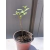 Goji Berry 5 Goji Berry Plant Cutting 6” Each Stick