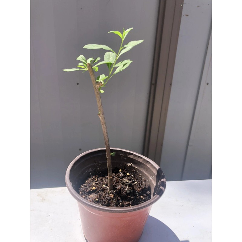 Goji Berry 5 Goji Berry Plant Cutting 6” Each Stick