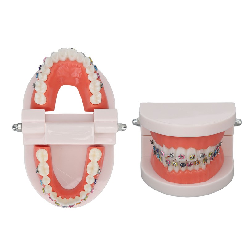 Dental Typodont Teeth Model with Orthodontic Metal Bracket for Dentist
