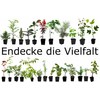 Seedeo® Holy Basil - Tulsi (Ocimum tenuiflorum syn. sanctum) approx