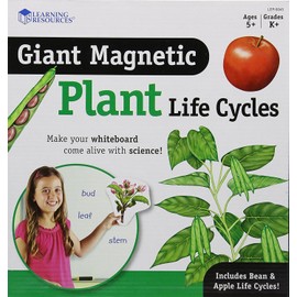 Learning Resources Giant Magnetic Plant Life Cycle - 12 Pieces, Science Exploration Activities for Kids, Homeschool and Classroom Science Supplies