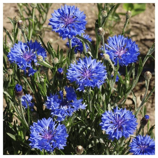 Everwilde Farms - 1/4 Lb Tall Blue Cornflower Wildflower Seeds