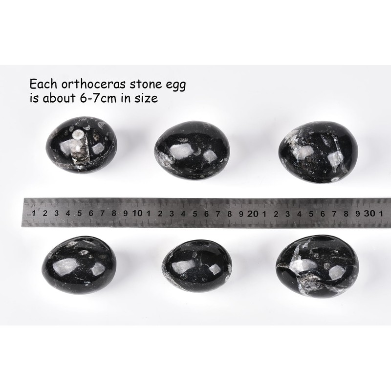 AMOYSTONE Single Healing Crystal Rock Egg Orthoceras Stone Large with