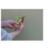 Bamboo Shoot Cutter ACE for all mushrooms from thin to