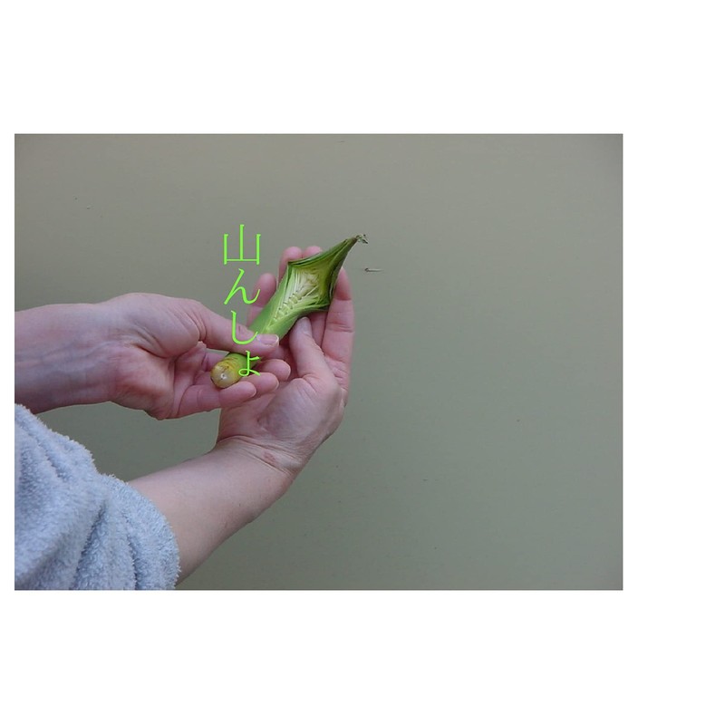 Bamboo Shoot Cutter ACE for all mushrooms from thin to