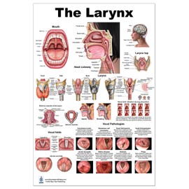 Blue Tree Publishing Larynx LP Poster, voice, education, vocal folds, mouth, head cutview, vocal pathology, size 24Wx36T