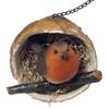 Robin in a Coconut Hanging Bird Feeder