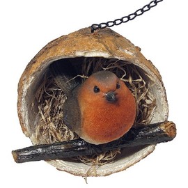 Robin in a Coconut Hanging Bird Feeder