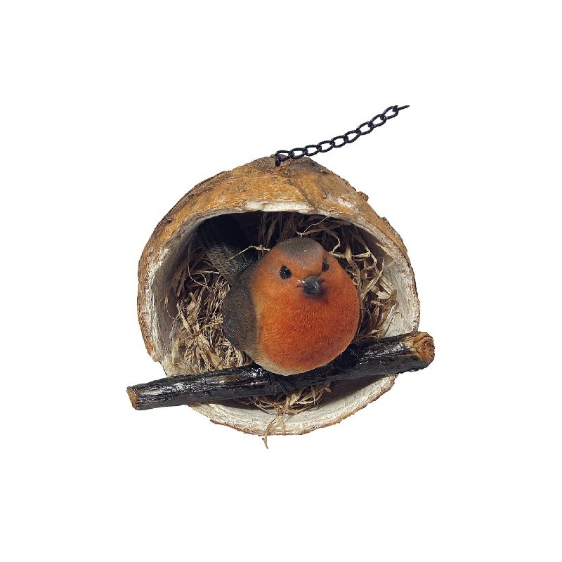 Robin in a Coconut Hanging Bird Feeder