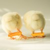 IMIKEYA Pack of 12 Chick Leg Braces Spreader Legs Humpel