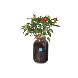 Back to the Roots Non-GMO Chili Planter, Grow Organic Chili Peppers Year Round, Windowsill Grow Kit, Top Gardening Gift, Holiday Gift, & Unique Gift