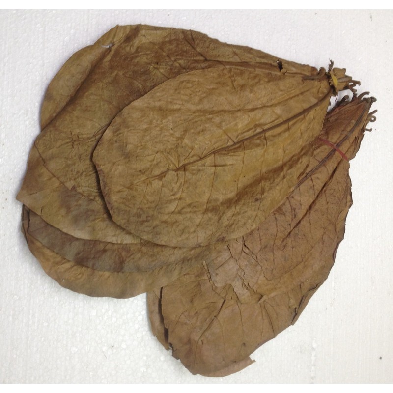 Pack of 100 (300 g) 20-25 cm Indian Almond Leaves