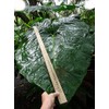 Mary’s Giant Colocasia - Elephant Ear - Taro – One