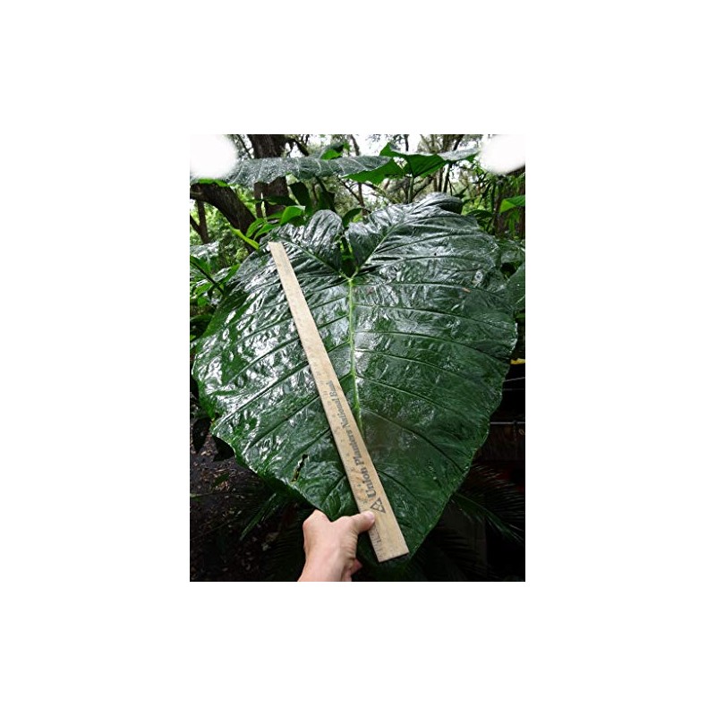 Mary’s Giant Colocasia - Elephant Ear - Taro – One