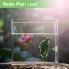CAPASTEC Betta Fish Leaf, Natural Habitat Simulation for Betta Spawnings