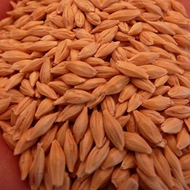 Common Grain Barley 25 LB Bulk ~200,000 Seeds - Non-GMO, Open Pollinated Grain Seeds - Hordeum vulgare