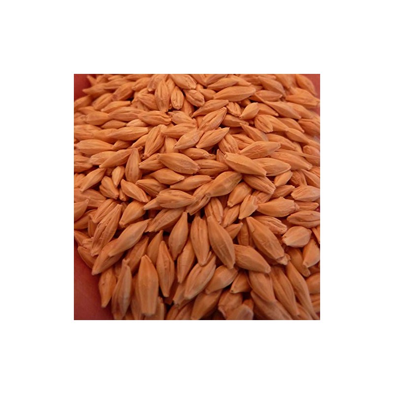Common Grain Barley 25 LB Bulk ~200,000 Seeds - Non-GMO,