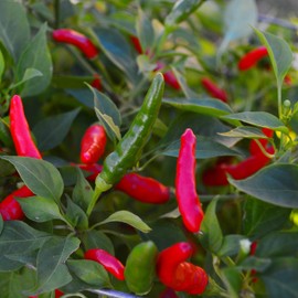 Rooster Spur Chile Pepper - 25 Seeds - Heirloom & Open-Pollinated Variety, USA-Grown Chili Seeds, Non-GMO Vegetable Seeds for Planting Indoors or Outdoors in The Home Garden, Thresh Seed Company