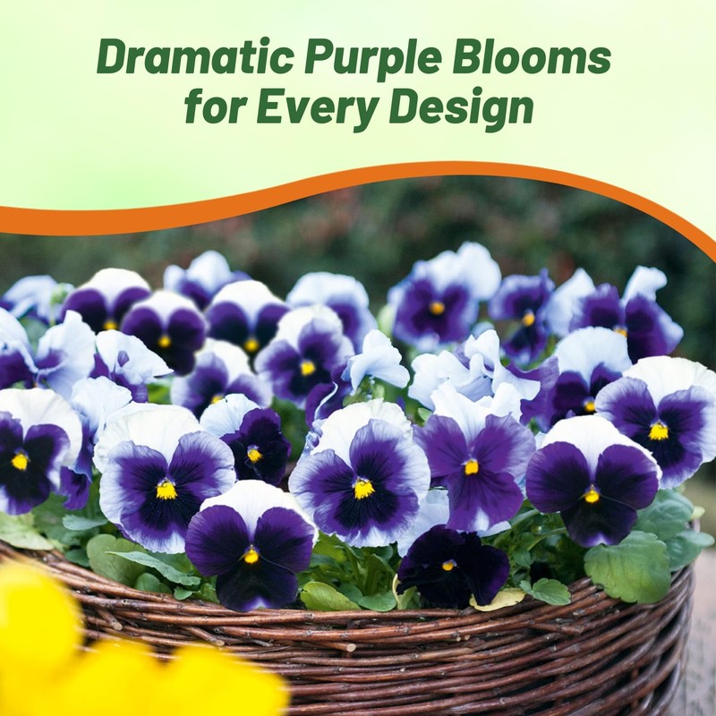 Outsidepride Purple & White Bicolor Beaconsfield Viola Pansy Seeds for