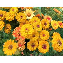 TomorrowSeeds - Canary Bird Zinnia Seeds - 600+ Count Packet - for 2024 Yellow Zinnia Elegans Giant Cut & Come Again Heat Tolerant Long Blooms