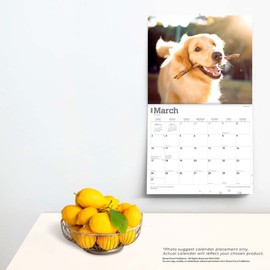 For the Love of Golden Retrievers | 2024 14 x 24 Inch Monthly Deluxe Wall Calendar | Foil Stamped Cover | BrownTrout | Animal Dog Breeds
