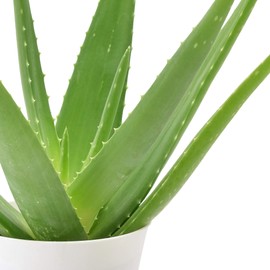Arcadia Garden Products LV12 4" Aloe in Decorative Cover Pot,