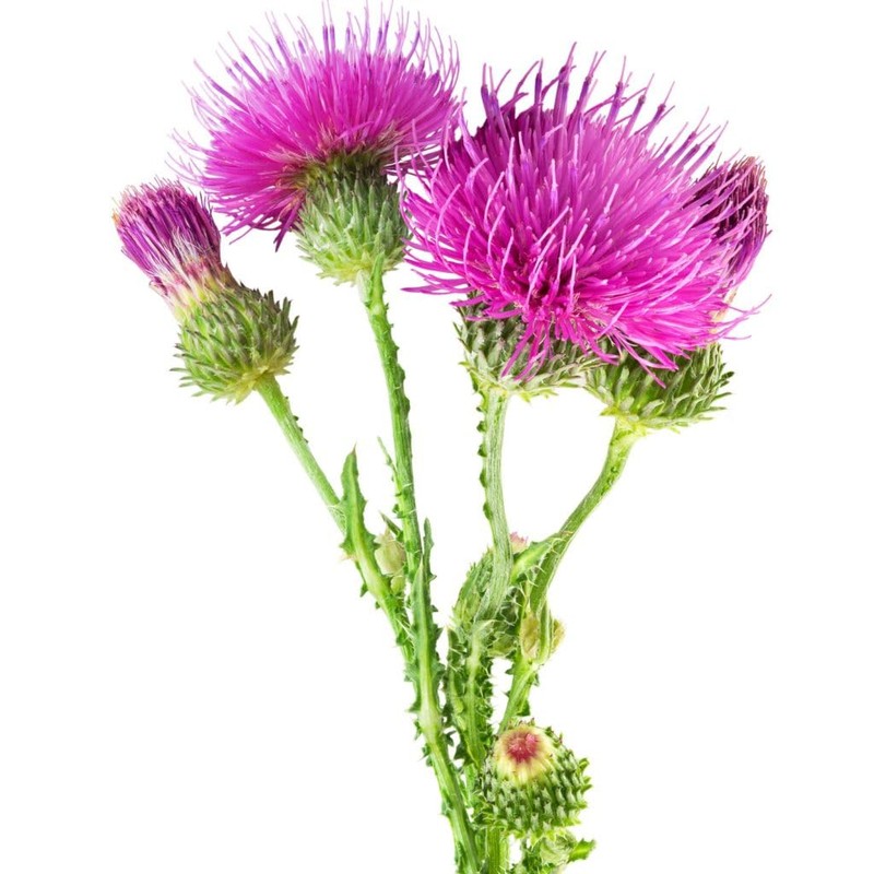 Mimea Burdock Root Powder | 1kg |